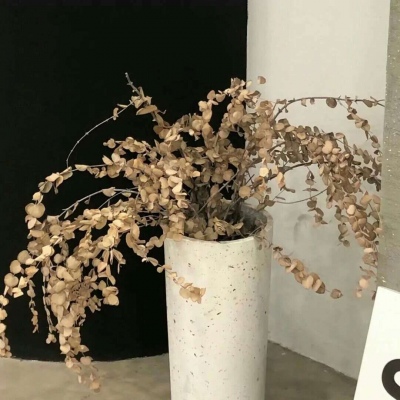 兽设萌新入门指南Furry群